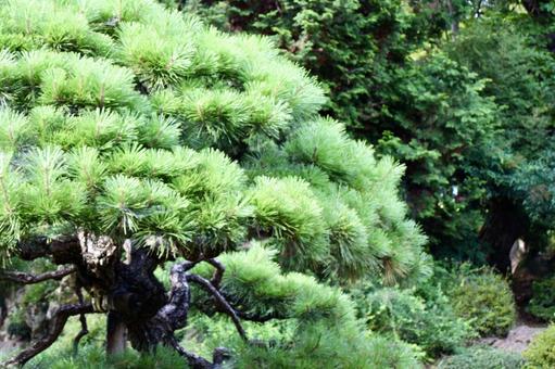 盆栽 盆栽の写真