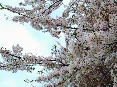 桜2 桜2の写真
