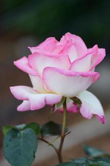 荒牧バラ園176プリンセス・ドゥ・モナコ 荒牧バラ園176プリンセス・ドゥ・モナコの写真