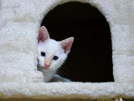 猫ハウスからこちらを見つめる子猫 猫ハウス,子猫,見つめるの写真素材