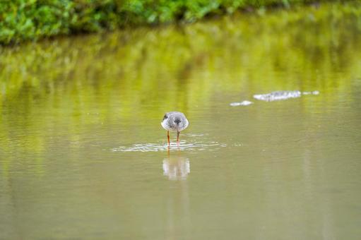 アカアシシギ アカアシシギ アカアシシギ,シギ,野鳥の写真素材