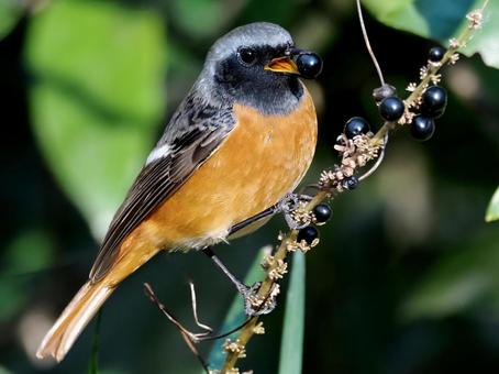黒い実を食べるジョウビタキ ジョウビタキ,オス,黒い実の写真素材