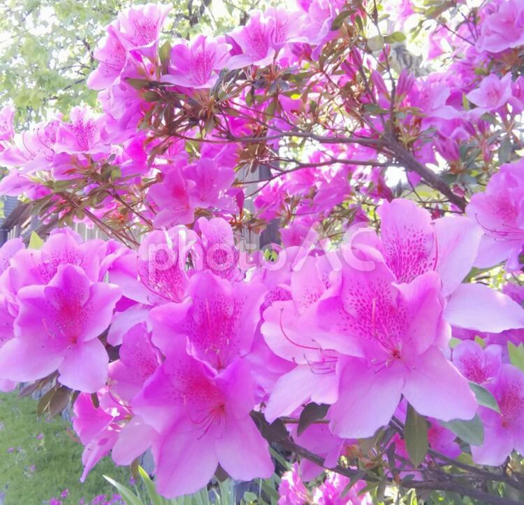 「今」この瞬間を鮮やかに生きる 自然,植物,花の写真素材