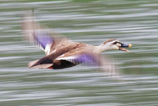 A mallard duck quacking and flapping its wings in flight, JPG A mallard duck quacking and flapping its wings in flight, JPG