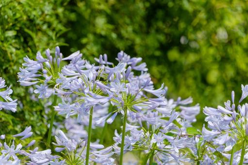 鮮やかな夏の光に咲くアガパンサスの花 鮮やかな夏の光に咲くアガパンサスの花の写真