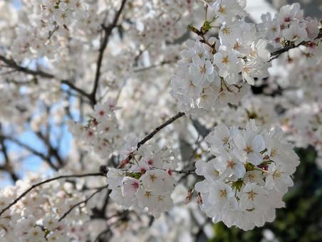 桜 桜 桜,さくら,cherryblossomsの写真素材