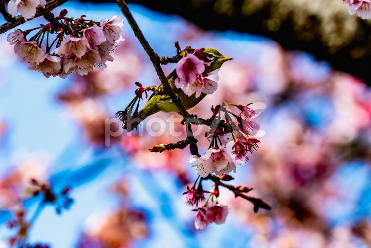 メジロと桜 メジロ,野鳥,桜の写真素材
