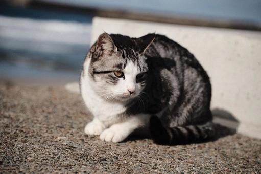 Curled cat, JPG Curled cat, cat, a pet, animal, JPG