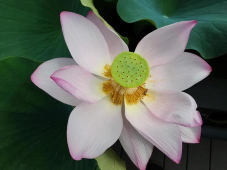美しい蓮の花 蓮,花,美しいの写真素材
