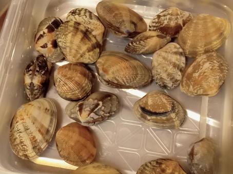 アサリの砂抜き アサリの砂抜き アサリ,砂抜き,食べ物の写真素材