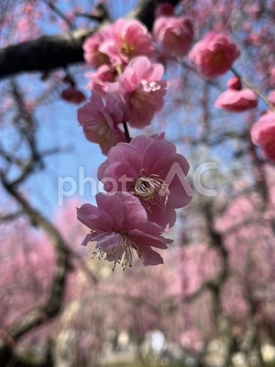 梅の花 梅,花,空の写真素材