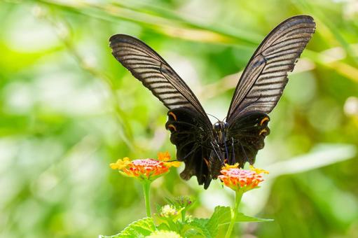 花の蜜を吸うクロアゲハ 花の蜜を吸うクロアゲハ クロアゲハ,黒揚羽,アゲハ蝶の写真素材