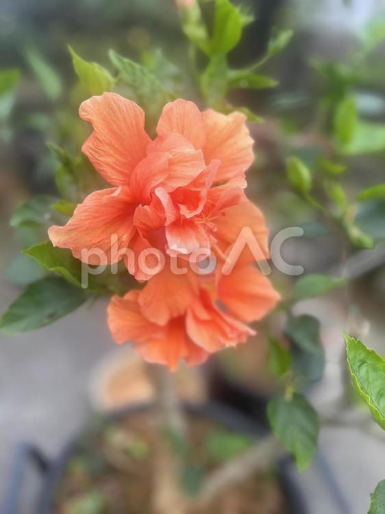 花 花,空,晴れの写真素材