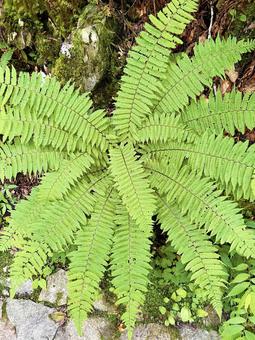 色鮮やかなシダ植物 色鮮やかなシダ植物 シダ植物,色鮮やか,輝きの写真素材