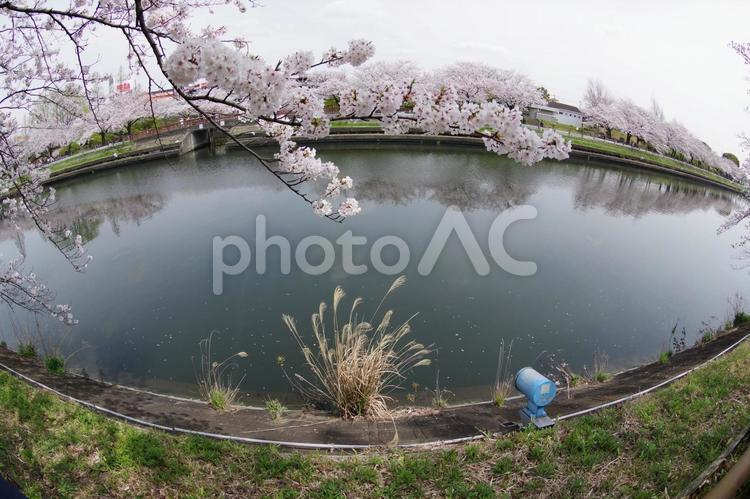 桜並木 桜並木,満開,川の写真素材