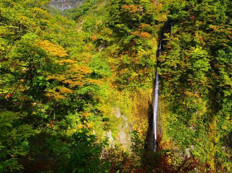 紅葉の布引の滝（守門岳）の写真