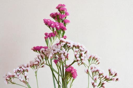 スターチスの写真