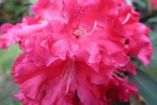 5月 植物,花,自然の写真素材