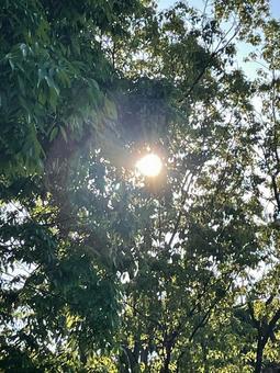 太陽と森 太陽と森の写真