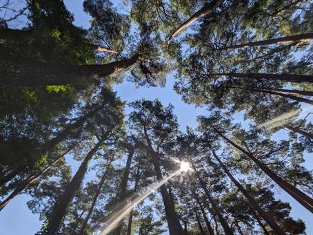 森を見上げる 森,木,樹木の写真素材