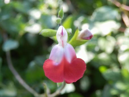 【花の写真】チェリーセージ チェリーセージ,植物,花の写真素材
