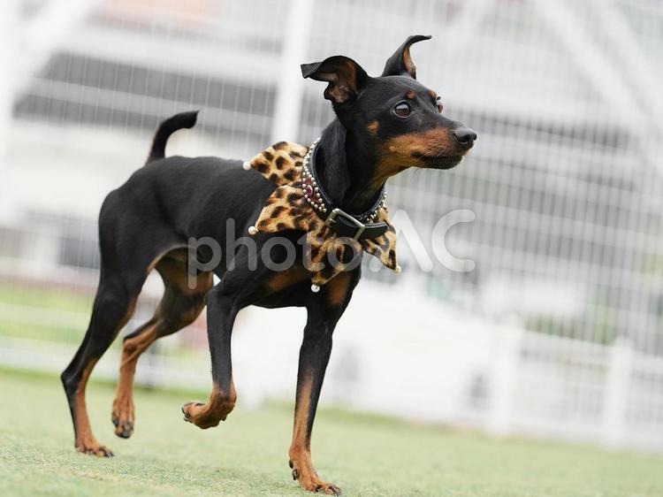 ドッグランのミニピン② 犬,ミニチュアピンシャー,ミニピンの写真素材