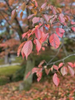 色づいた葉 秋,紅葉,景色の写真素材