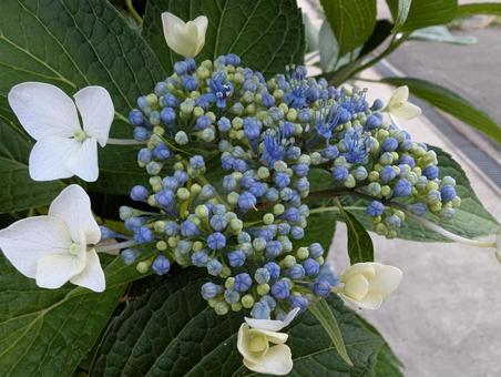 Blue hydrangea buds, JPG