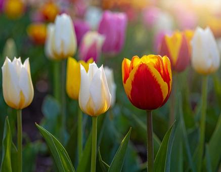 チューリップの花3 チューリップの花3の写真