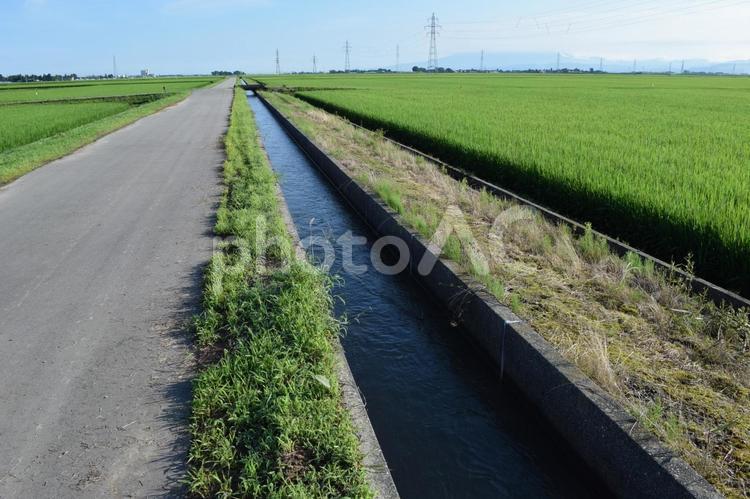 農道と農業用水路 田園風景 農道,農業用道路,農業用の道路の写真素材