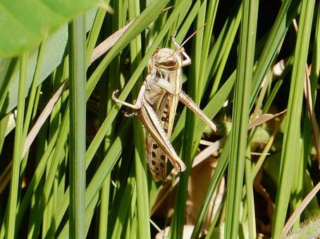 [Insect photo] Ground locust, JPG