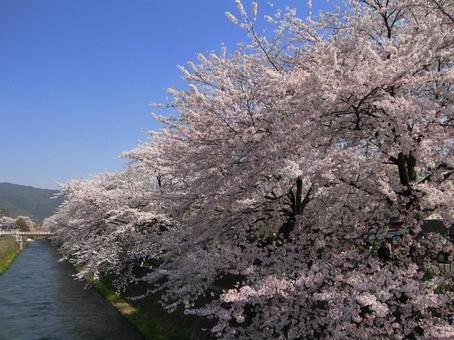 桜と青空 桜と青空の写真