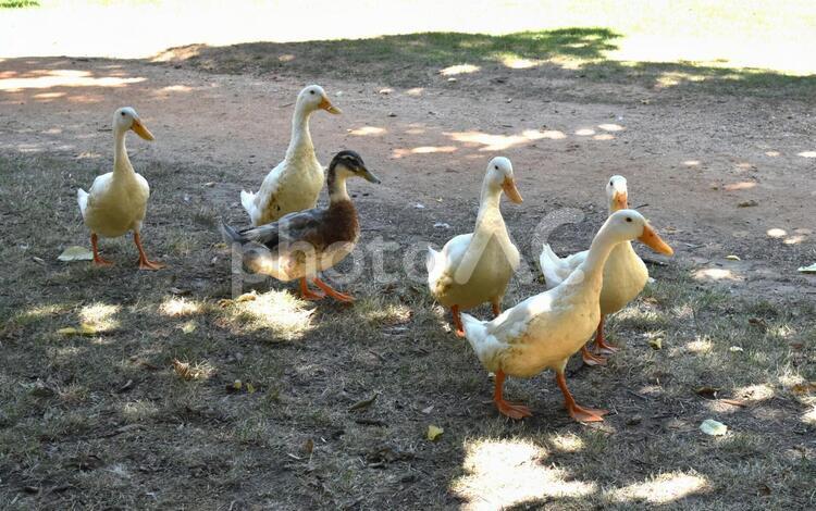 アヒル　カモ　鴨　野生　公園　オーストラリア アヒル,カモ,鴨の写真素材