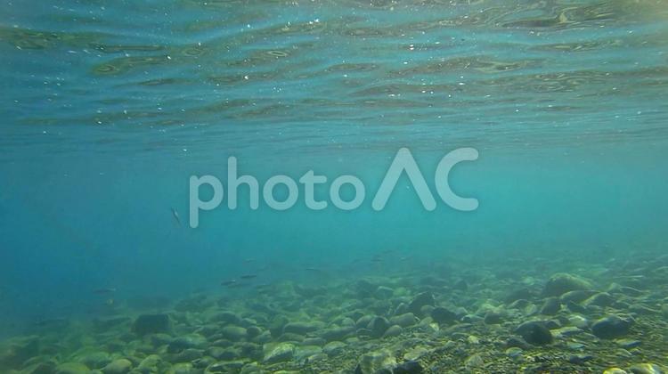 湖岸付近に生息する淡水魚 湖岸,生息,淡水魚の写真素材