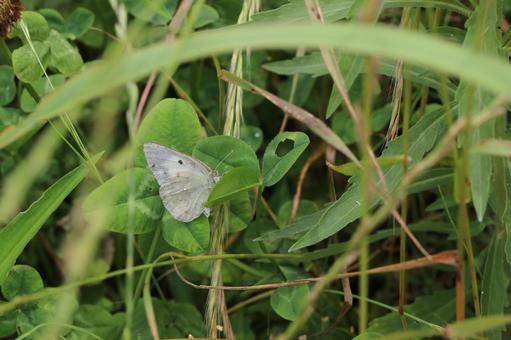 Close-up of a Colias butterfly hiding among the leaves, JPG