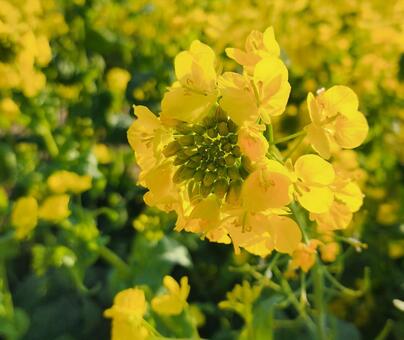 菜の花畑 菜の花畑,菜の花,植物の写真素材