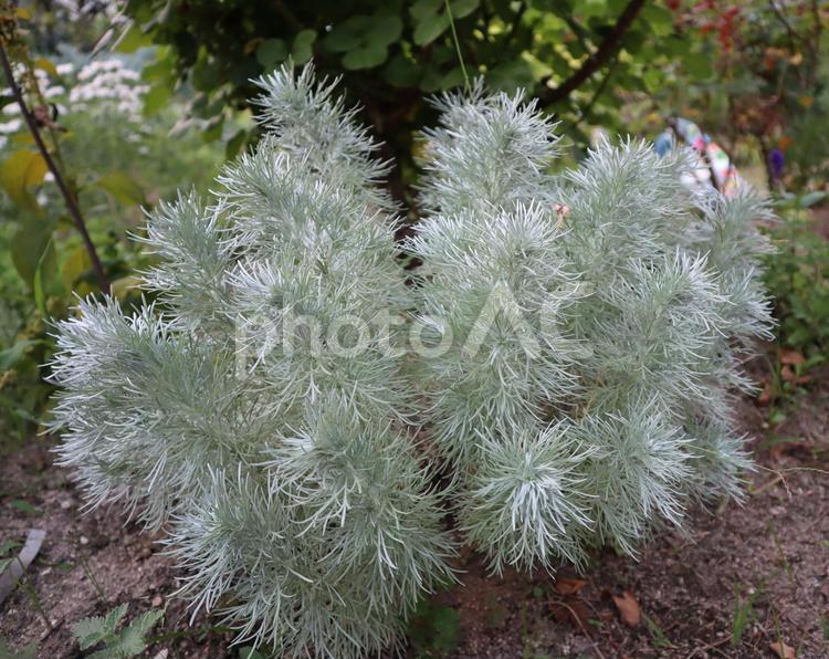 アサギリソウ ガーデニング,園芸,植物の写真素材