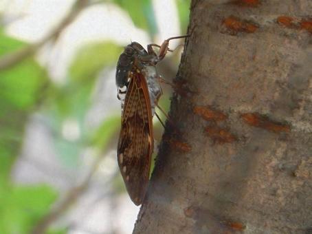 【昆虫写真】アブラゼミ(油蝉) 【昆虫写真】アブラゼミ(油蝉)の写真