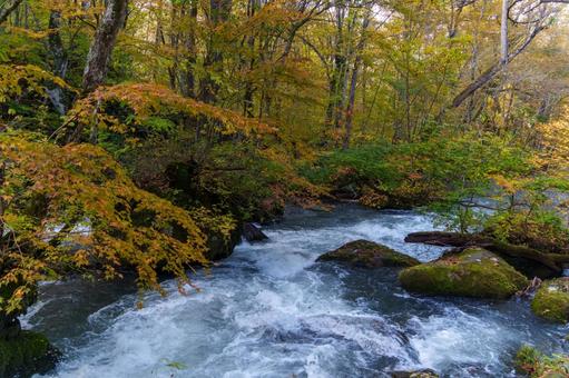 奥入瀬の紅葉の写真