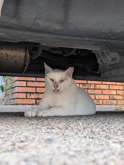 自動車下のねこ 自動車下のねこの写真