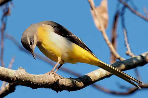 木の上のキセキレイ キセキレイ,鶺鴒,野鳥の写真素材