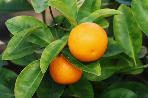 シークワーサー３（咲くやこの花館） シークワーサー,咲くやこの花館,鶴見緑地の写真素材