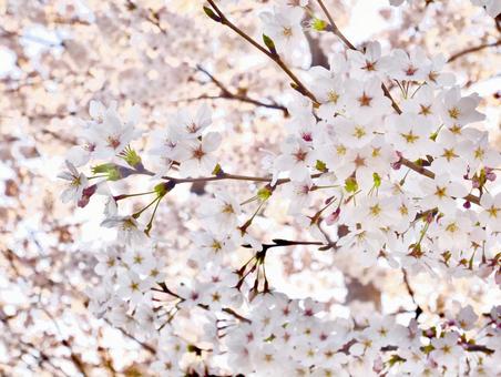満開の桜 満開の桜 桜,ソメイヨシノ,満開の写真素材
