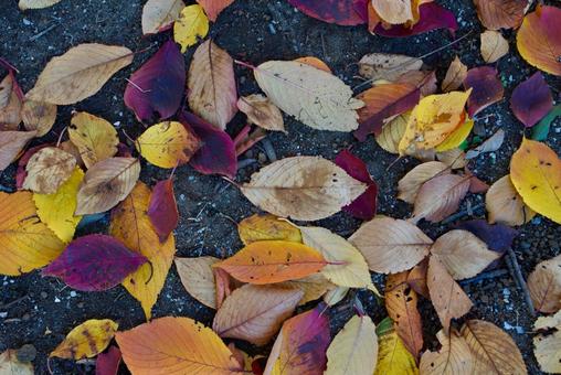 落ち葉 落ち葉,枯葉,紅葉の写真素材