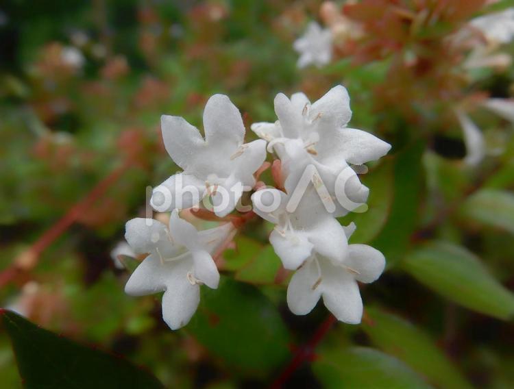 【花の写真】ハナゾノツクバネウツギ ハナゾノツクバネウツギ,アベリア,花園衝羽根空木の写真素材