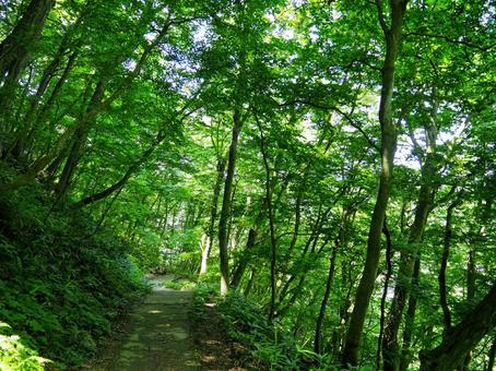 山道２５ 山道,ハイキング,山の写真素材