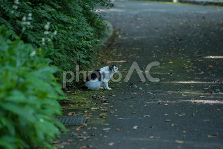 こっちを見てる猫 ネコ,動物,日陰の写真素材