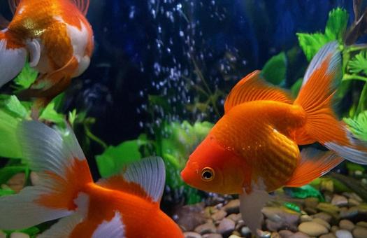 金魚 金魚の写真