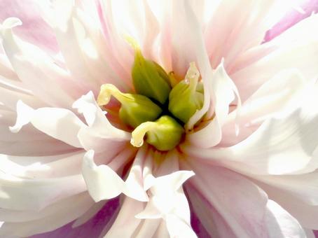 花壇に咲く白いシャクヤクの花・拡大 花壇に咲く白いシャクヤクの花・拡大の写真
