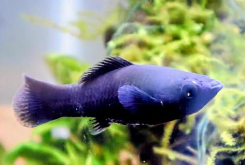 アクアリウムが引き立つ アクアリウムが引き立つ ブラックモーリー,生き物,風景の写真素材